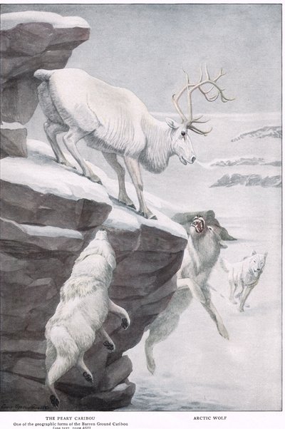 The Peary Caribou by Louis Agassiz Fuertes